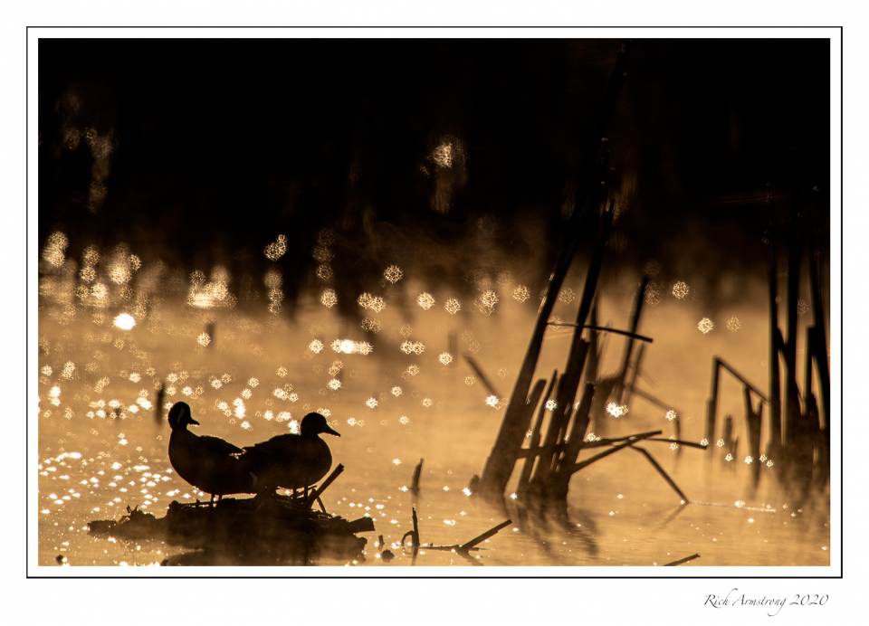 ducks backlit 1 copy.jpg